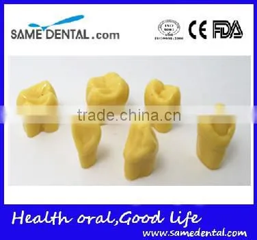 2 Times Tooth Model Dental Eduction Assistant No. DEA-14 photo-2