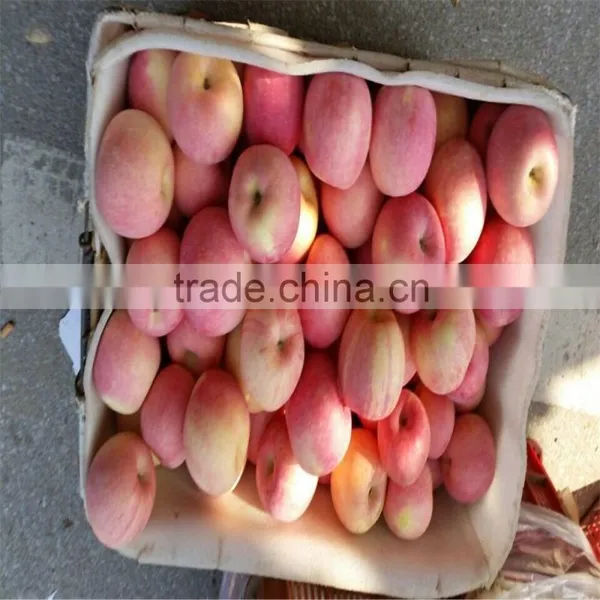 New Crop Chinese Fresh Apple Red Star Apple Apple photo-4
