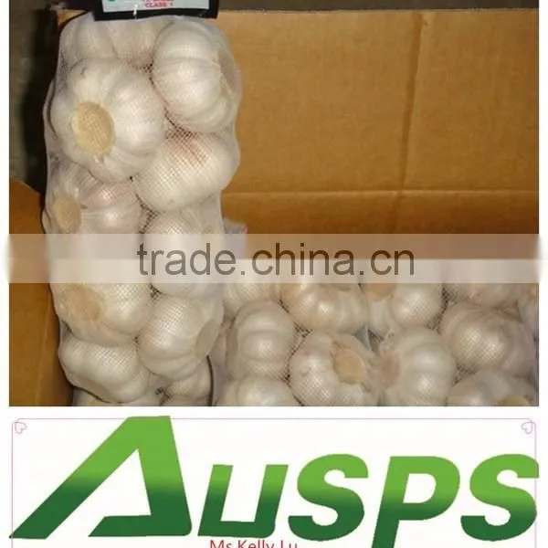 China Fresh Pure White Garlic Price photo-3