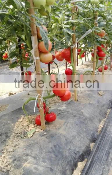 2016 New Hybrid Tomato Seeds for Growing-TianFu360 photo-3