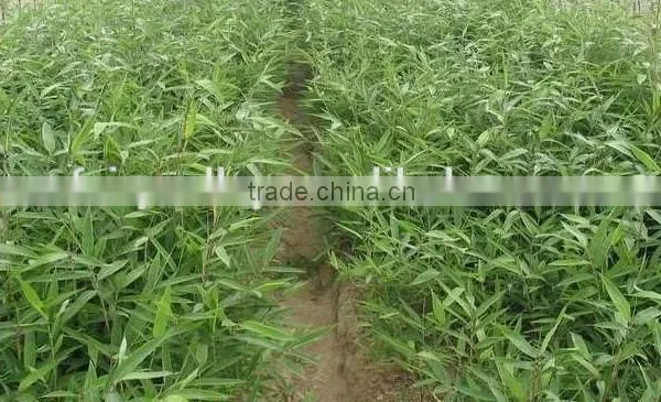 Moso Bamboo Seeds For Cultivation photo-4