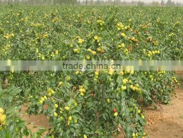 Date Trees Seedling photo-2