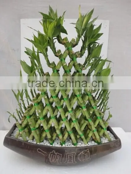 Pyramid Lucky Bamboo Dracaena Sanderiana photo-2