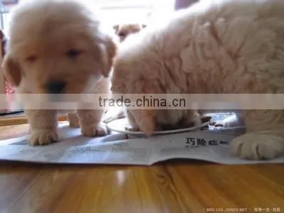 Mini Extruder for Making Pet Food photo-2