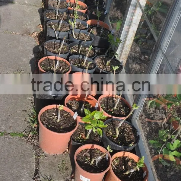 2014 Hot Sale High Quality Pruning Shear Garden Grafting Tools photo-3