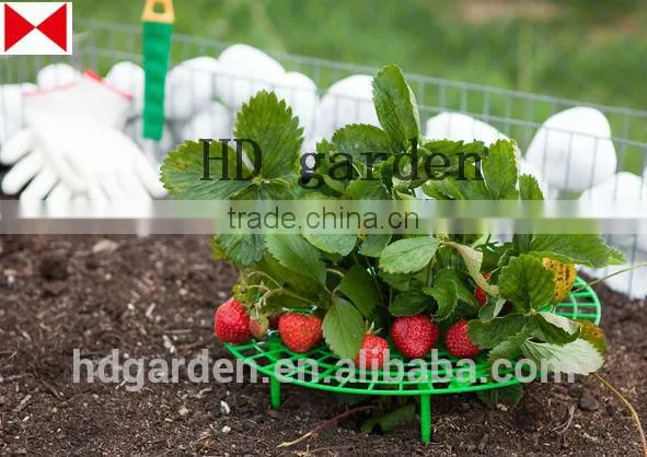 Strawberry Supports - Fruit Clean and Blemish-free photo-2