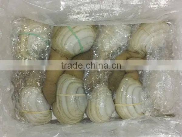 Geoduck Clams photo-4