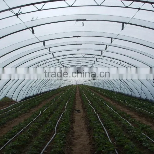 Economical Small Size Single Span Greenhouse for Agriculture photo-3