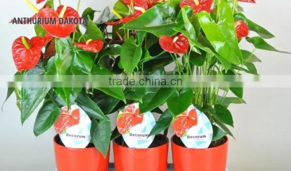 ANTHURIUM DAKOTA