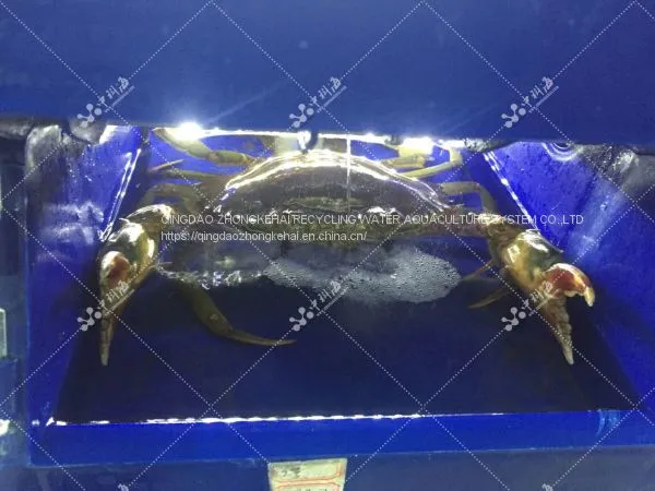 Vertical Indoor Crab Farming System