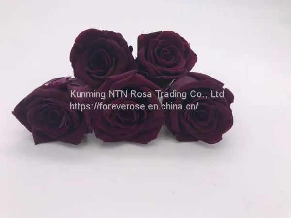 Preserved Rose Flowers for Wedding Decoration Flower Arrangement photo-2