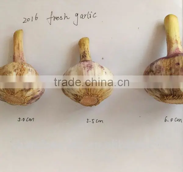 Export Fresh Garlic From Jinxiang, Best Quality Chinese Garlic photo-2