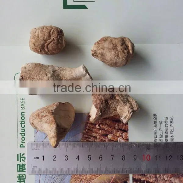 Dried Mushroom Leg , Mushroom Stem photo-3
