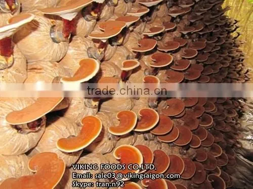 BEST PRICE - GANODERMA/LUCIDUM/REISHI/LINGZHI MUSHROOM - HIGH QUALITY photo-4