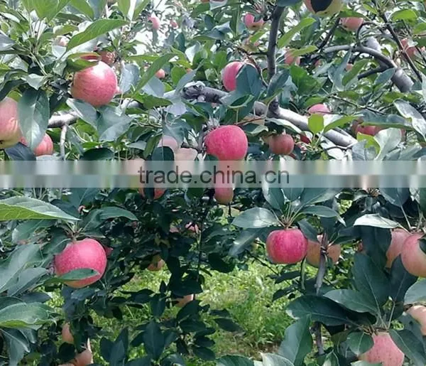 Fresh Gala Apple With Good Quality and Good Taste for Sale photo-5