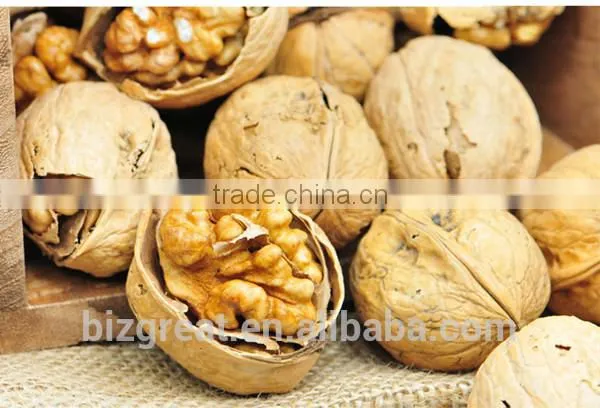 China OriginBulk Walnut in Shell photo-6