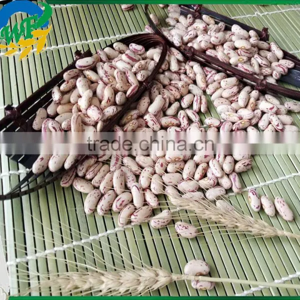 Chinese Light Speckled Kidney Beans Long Shape for Europ photo-2