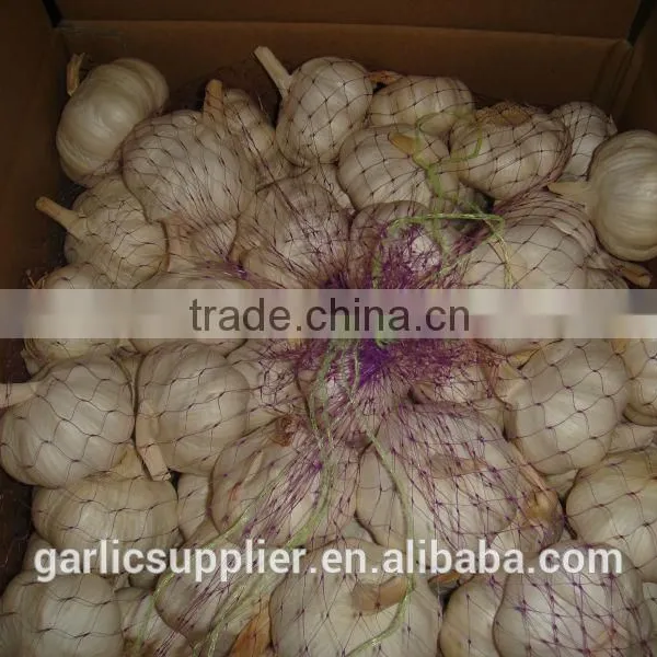 Fresh Garlic New Crop photo-6