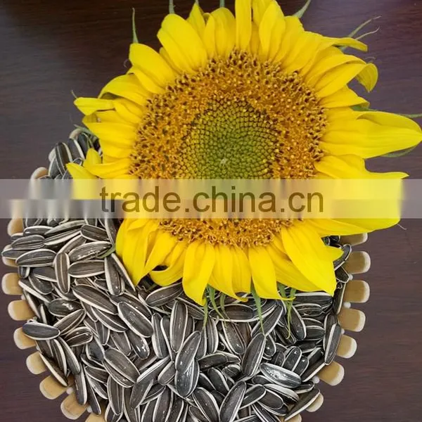 Large Size Sunflower Seeds From Inner Mongolia