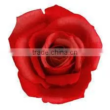 Pure & Natural Rose Oil / INDIA'S NO. 1 EXPORTER'S / MANUFACTURER / SUPPLIERS photo-2
