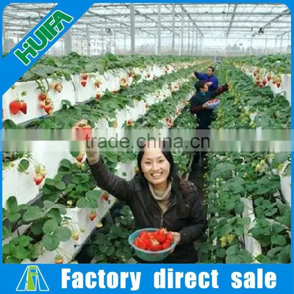 Complete Greenhouse Hydroponics System With Coco Peat and Drip Irrigation