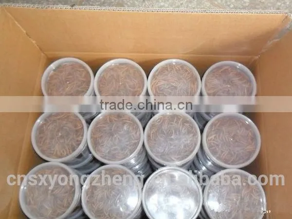 Freeze Dried Locusts For Sale photo-5
