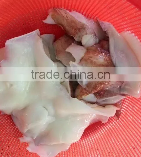 Frozen Giant Squid Neck photo-4