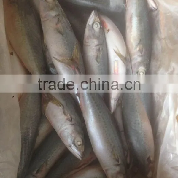 Green Frozen Mackerel photo-2