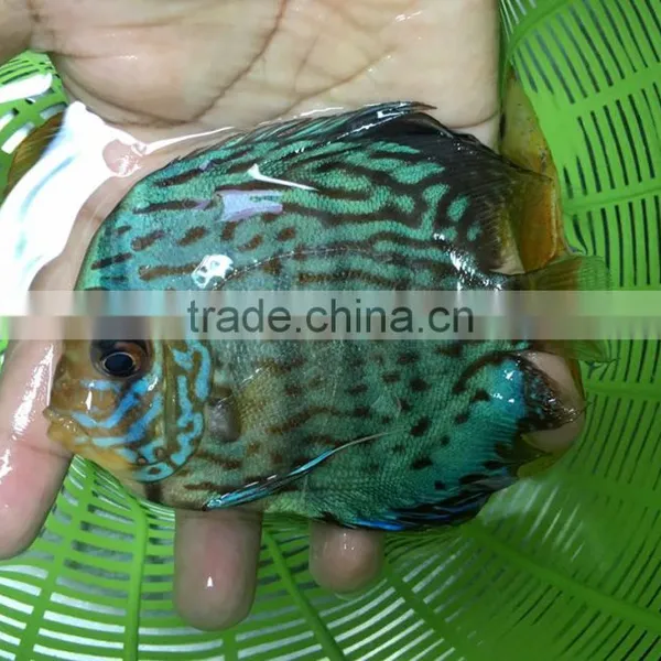 Discus Fish Farm and Export Company photo-5