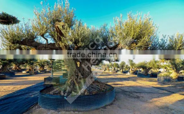 Fargas Collection - Millenary Olive Trees photo-2