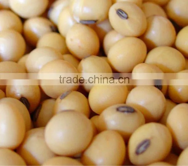 Soybean