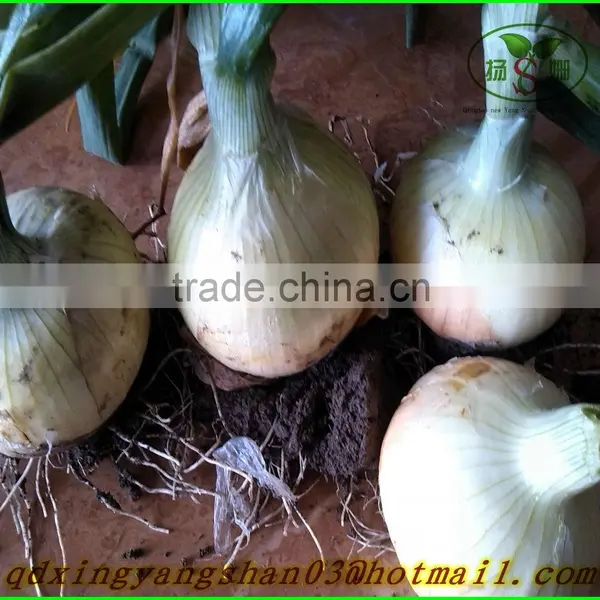 (NEW) 2015 NEW ONIONS / Cheap Fresh Yellow Onion(Come and Buy!) photo-2