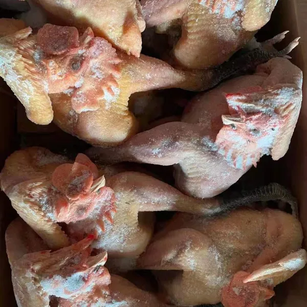 China Wholesale Best Selling Frozen Whole Raw Chicken Black Feet Chicken photo-3