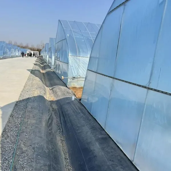 6 Mil Transparent UV Protection Greenhouse Film Vegetable Flower Protection Rain Proof Cover Poly Sheeting photo-4