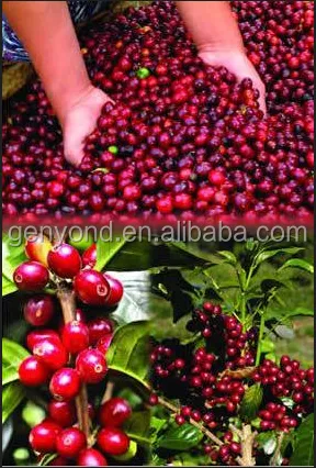 Ivory Coast Wholesale Fresh Coffee Beans Peeler /peeling Cocoa Sheller Machine photo-5