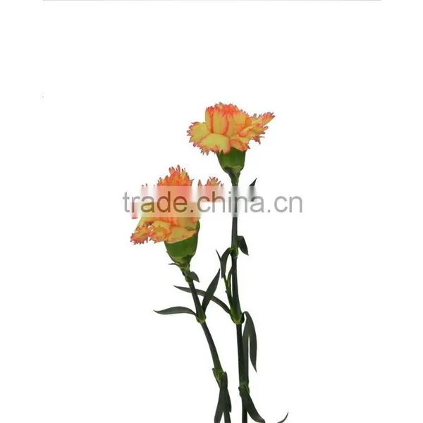 Durable Carnival Single Stem Carnation Flower photo-4