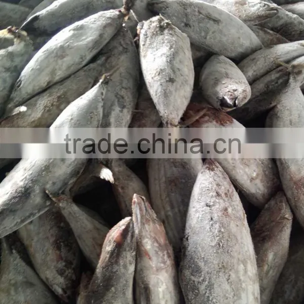 SkipJack Tuna ,stripe Tuna photo-6