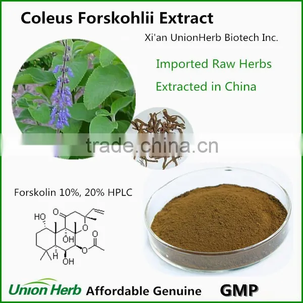 Coleus Forskohlii Extract With Forskolin 10%, 20% From Indian Coleus Forskolin Root