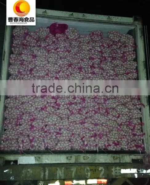 China New Crop Dried White Garlic photo-5