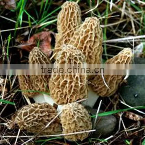 Detan Dried Morels ,whole ,slices, photo-5