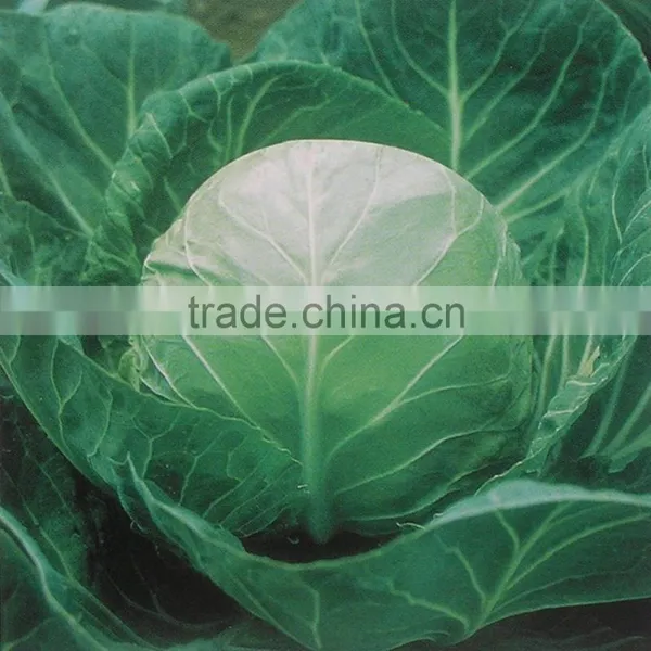 2016 Chinese Hybrid F1 Home Gardening Popular Green Cabbage Seeds