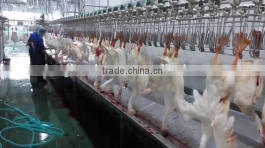 Full Set Poultry Slaughter Machine and Equipment 008618052092685 photo-6