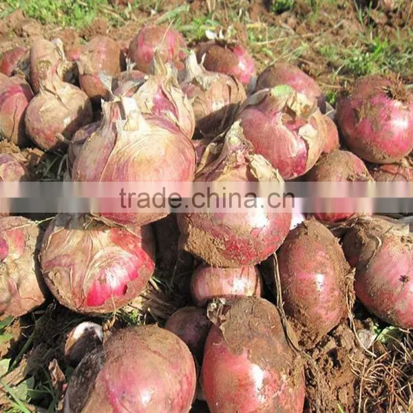 Factory Price Onion Planter Machine photo-6