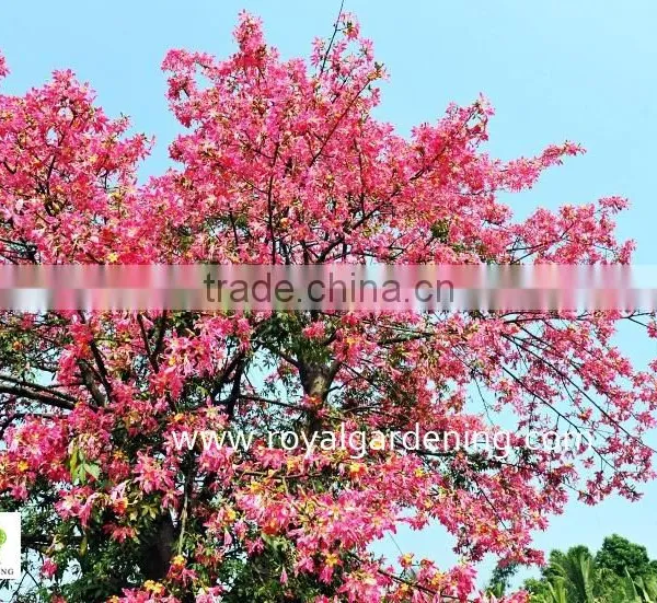Chorisia.speciosa Flowering Project Trees photo-3