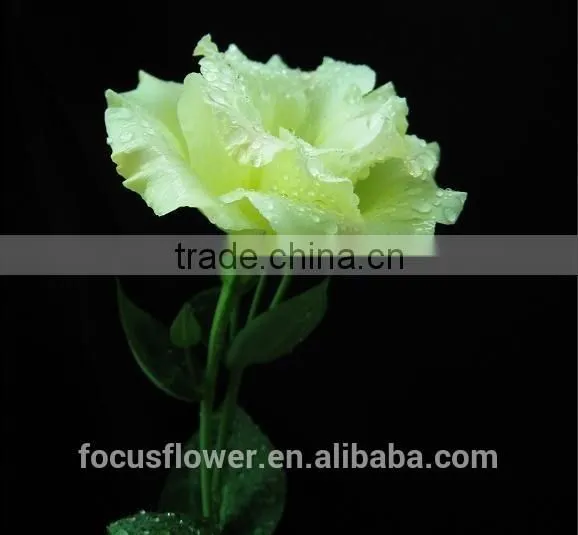 2017 New Cut Fresh Eustomas With Factory Price photo-2