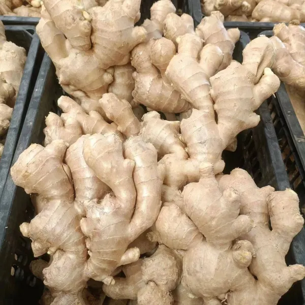 Fresh Ginger photo-2