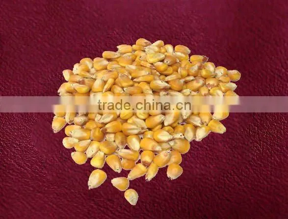 Animal Feed Corn