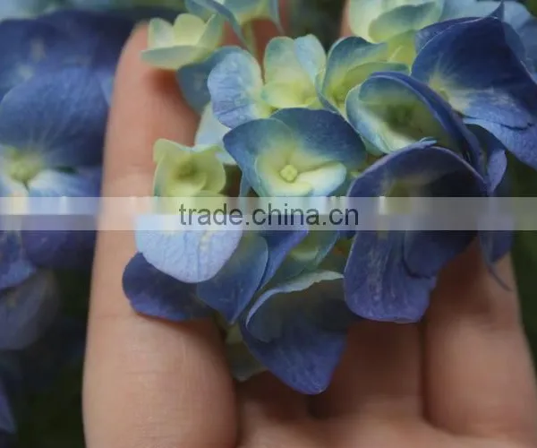 Fresh Factory Direct Flower Hydrangea photo-4