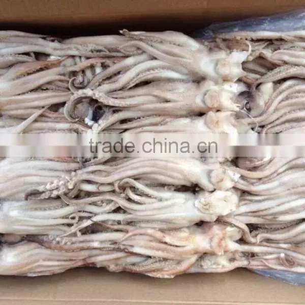 2016 Newly Arrived Frozen Eye Off, Beak off Squid Tentacle From China photo-4