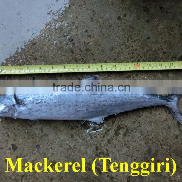 Mackerel